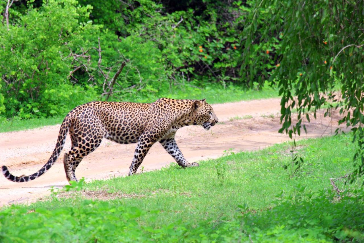 Yala Rich Lodge Tissamaharama Exterior foto